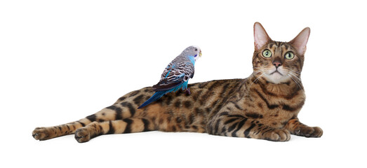 Parrot and cat isolated on white. Cute pets