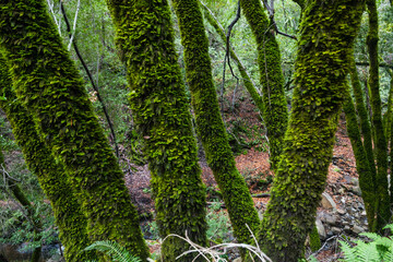 Moss-covered tree trunks in the lush forest of Uvas Canyon County Park, California. Wet moss textures, soft light, and natural woodland scenery create a peaceful and vibrant nature atmosphere