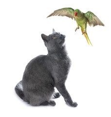 Parrot and cat playing on white background. Cute pets