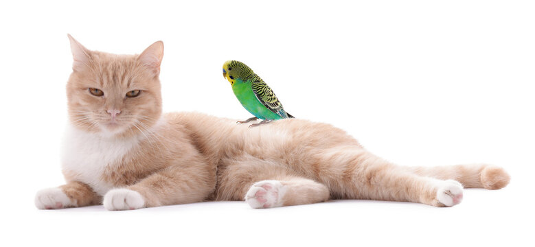 Parrot and cat isolated on white. Cute pets