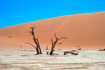 Ancient trees Deadvlei Sossusvlei, Namibia