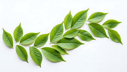 Arrangement of fresh green leaves scattered on a clean white surface in a studio setting top view