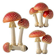 Mushroom isolated on transparent background