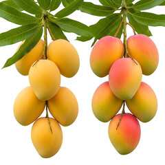 Mango isolated on transparent background