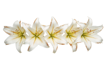 A row of pristine, fragrant white lilies, symbolizing purity and peace, blooms against transparent background.