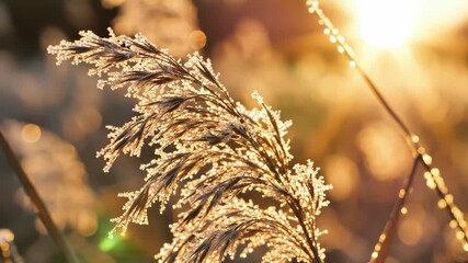 Frost covered reed backlit by the warm morning sun in winter - Powered by Adobe