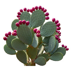 Prickly pear isolated on transparent background