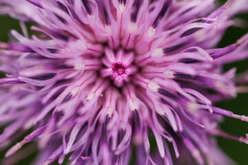 Obraz premium vista ultra-macro nel dettaglio di un fiore di fiordaliso ( Centaurea jacea) dai petali color rosa, su sfondo sfuocato e color verde