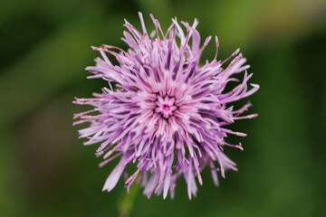 vista macro di un fiore di fiordaliso ( Centaurea jacea) dai petali color rosa, su sfondo sfuocato e color verde