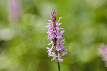Obraz premium vista macro di un bellissimo esemplare di fiore selvatico di orchidea maturo e dai petali rosa, in estate, (Dactylorhiza maculata), in un campo naturale, su sfondo sfuocato e di colore verde