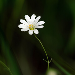 flower white