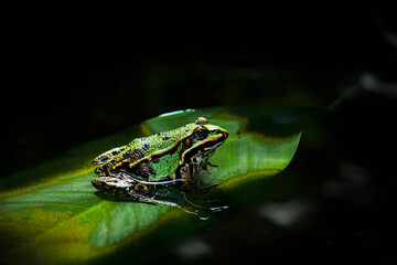 Vibrant Green Frog Resting on Water Lily Pad