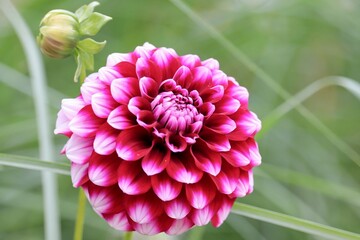 Bl&uuml;te mit Knospe einer Chrysantheme