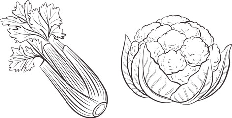 Celery stalk and cauliflower head line drawing vegetable