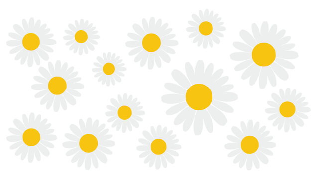 Charming scattered white daisy blossoms with vibrant yellow centers create a fresh spring garden pattern background