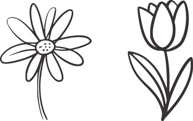 Daisy and tulip line art flower outline