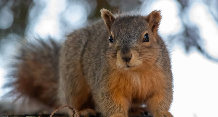 squirrel life