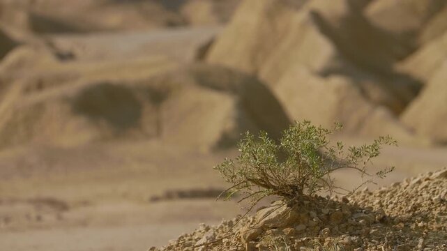 Jesus Christ, dressed in traditional white robes, explores an austere and sculptural desert environment. The earthy tones of the natural formations evoke a sense of temptation or timeless wandering.