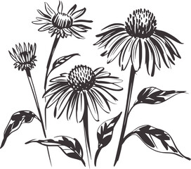 Echinacea flowers sketch drawing dark grey floral