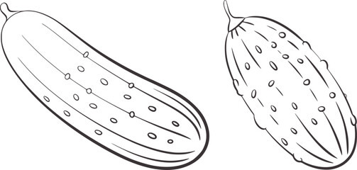 Two line art cucumbers on white background vegetable