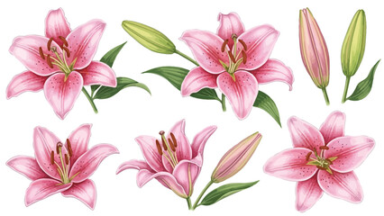 A collection of delicate pink lilies with green leaves and buds, presented as a floral illustration on a white background.