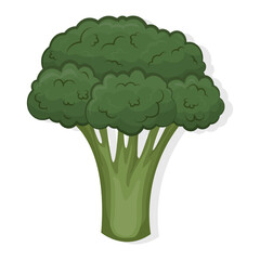 Broccoli - vector green vegetable isolated on white.