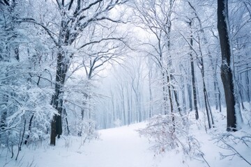 Snowy forest scenery with pale light filtering through trees, creating a serene atmosphere and inviting pathway for winter exploration and tranquility