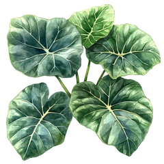 Fototapeta premium Alocasia Branch, watercolor clipart showcasing whimsical details and harmonious color flow, isolated on a white background.