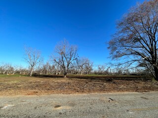 Pecan Tree orchard devastated by hurricane Helana clear blue sky distant