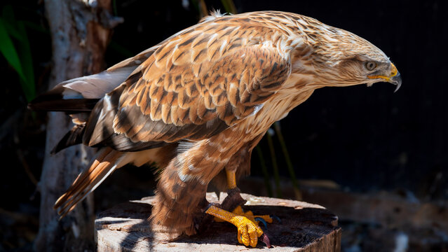 Common buzzard bird of prey