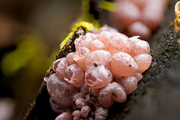 Pustelpilz (Nectria) auf morschem Holz