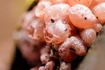 Pustelpilz (Nectria) auf morschem Holz