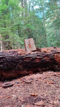 Slow-motion video - shooting a split log with 5.56mm