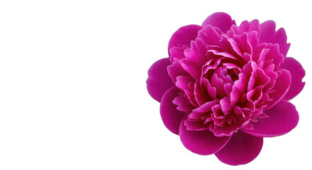 Vibrant Single Pink Peony Flower Bloom Isolated on Transparent Background, Close-up Detail