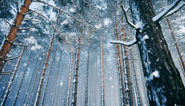 bosque de pinos completamente nevado. La c&aacute;mara avanza suavemente entre los &aacute;rboles altos cubiertos de nieve, mientras cae una nevada fina y constante. Ambiente fr&iacute;o y silencioso.