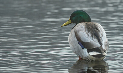 Fototapeta premium Close up male mallard standing in calm river water. View from the rear with head turned towards the left.