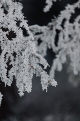 Zamarznięte i ośnieżone gałęzie drzew i krzewów w Karkonoszach, natura i flora w polskich górach zimą z bliska makro © krzys ser