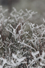 Zamarznięte i ośnieżone gałęzie drzew i krzewów w Karkonoszach, natura i flora w polskich górach zimą z bliska makro