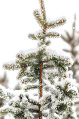 Zima w Karkonoszach, ośnieżone drzewa świerki pełne śniegu, zima w polskich górach © krzys ser