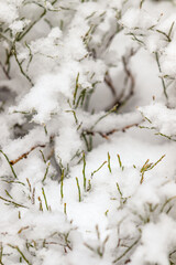 Zima w Karkonoszach, ośnieżone drzewa świerki pełne śniegu, zima w polskich górach © krzys ser