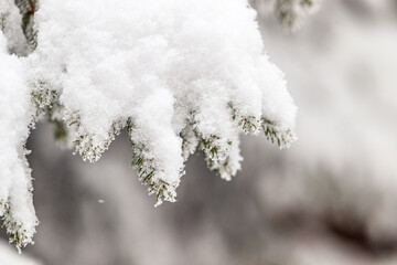 Zima w Karkonoszach, ośnieżone drzewa świerki pełne śniegu, zima w polskich górach © krzys ser