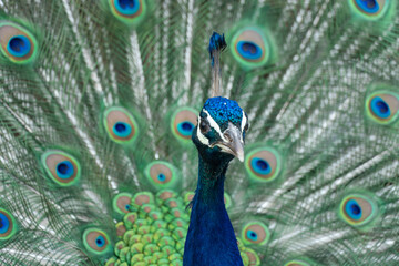 Portrait of beautiful peacock with feathers out close-up. Bird pavo of family phasianidae displaying their colorful feathers. Lush and fan-shaped of eyed tail among galliformes. Pet with bright quill.