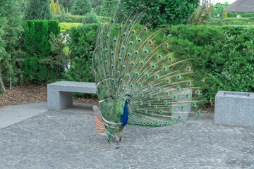 Obraz premium Portrait of beautiful peacock with feathers out close-up. Bird pavo of family phasianidae displaying their colorful feathers. Lush and fan-shaped of eyed tail among galliformes. Pet with bright quill.