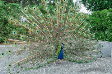 Obraz premium Portrait of beautiful peacock with feathers out close-up. Bird pavo of family phasianidae displaying their colorful feathers. Lush and fan-shaped of eyed tail among galliformes. Pet with bright quill.