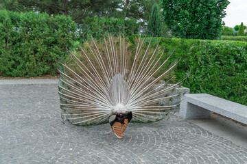 Portrait of beautiful peacock with feathers out close-up. Bird pavo of family phasianidae...