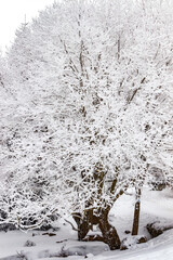 Zamarznięte i ośnieżone gałęzie drzew i krzewów w Karkonoszach, natura i flora w polskich górach zimą z bliska makro © krzys ser