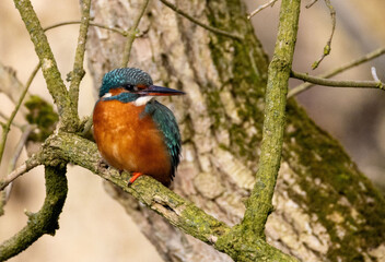 Eisvogel