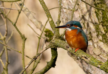Eisvogel