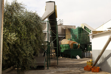 Machinery for olive processing in an olive oil mill