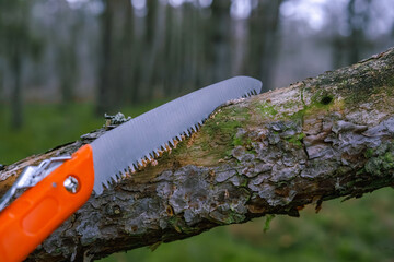 Hand saw cutting a mossy tree branch in the forest